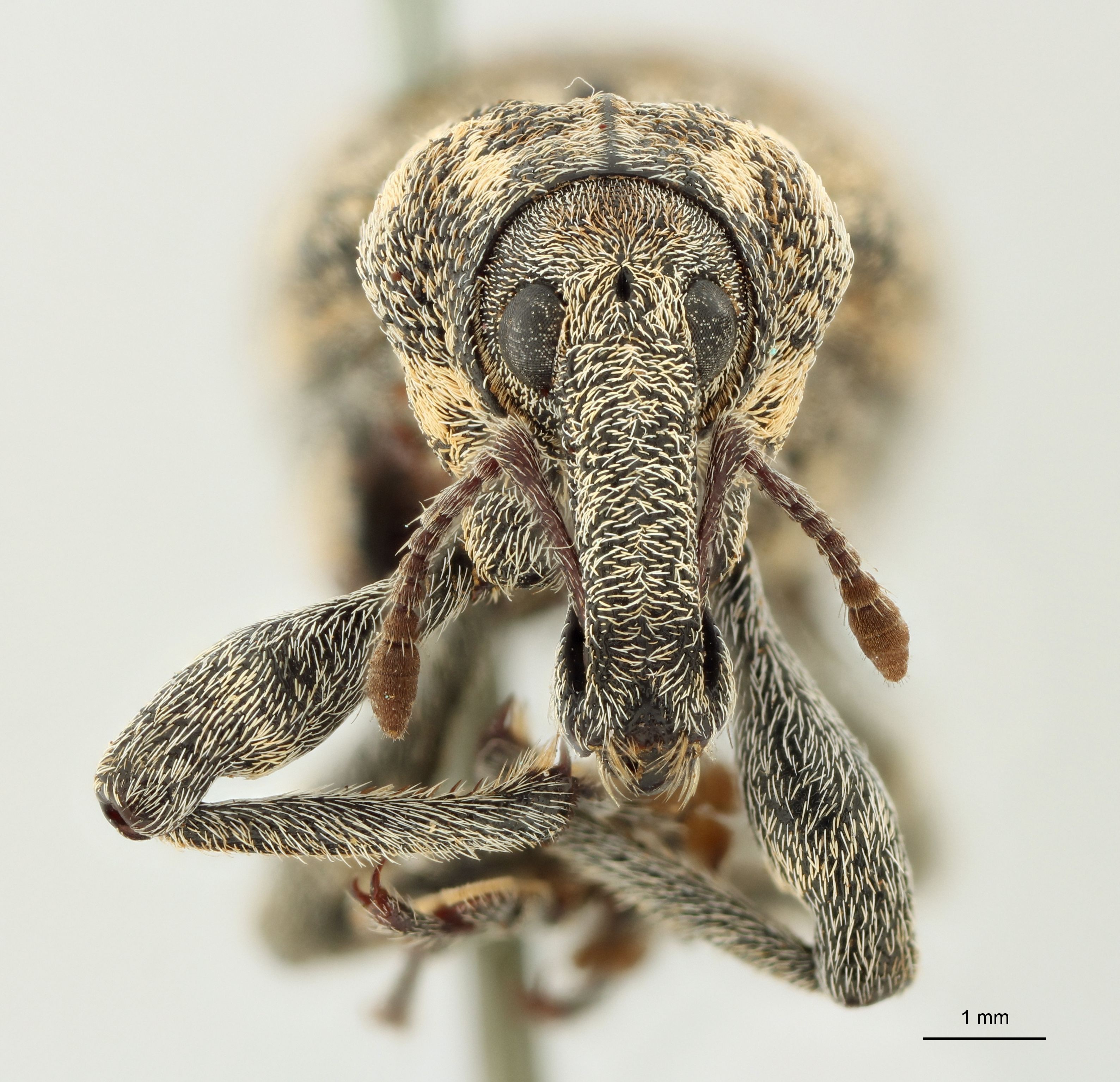 Lepyrus articus var. quadrinotatus t F