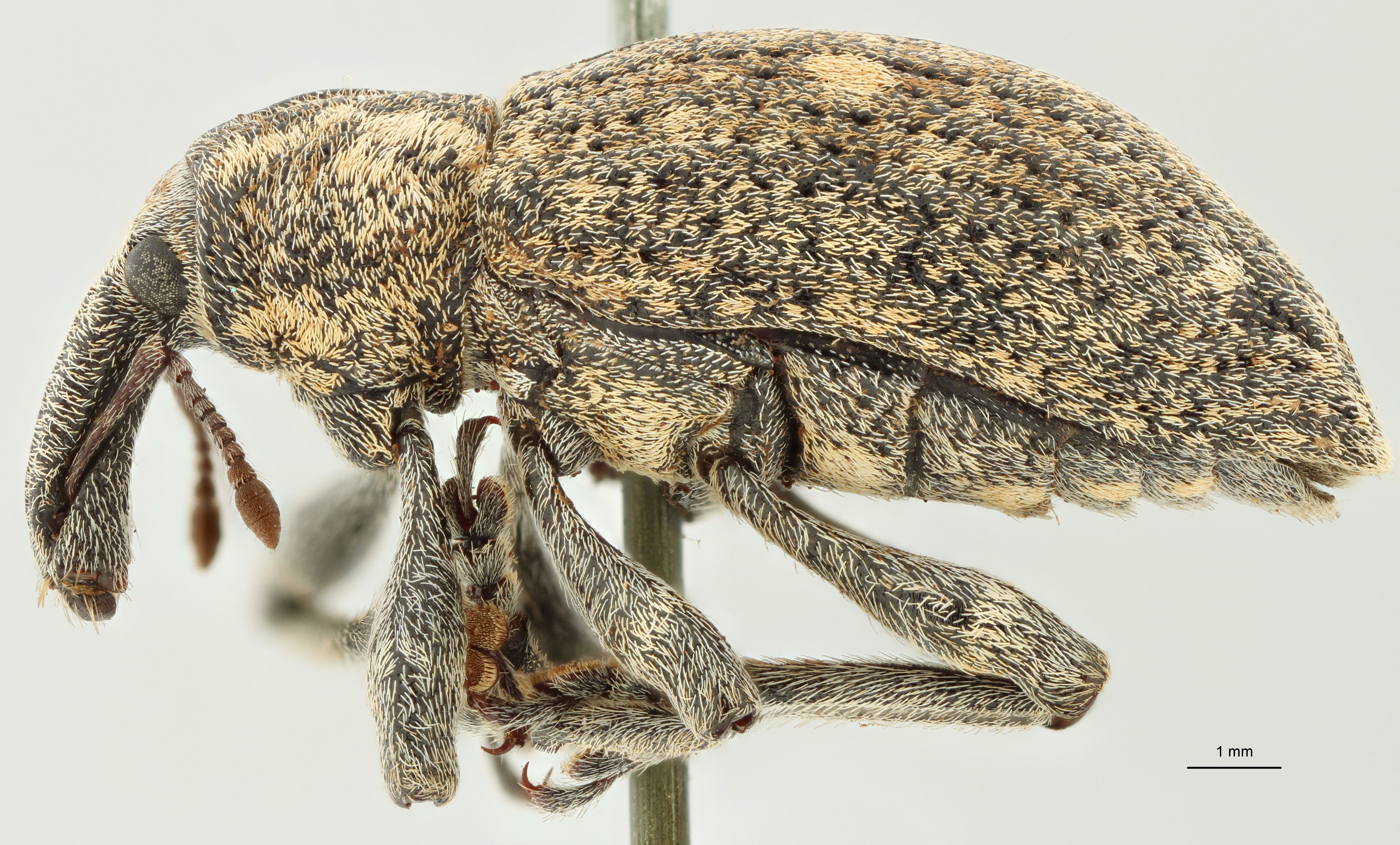 Lepyrus articus var. quadrinotatus t L