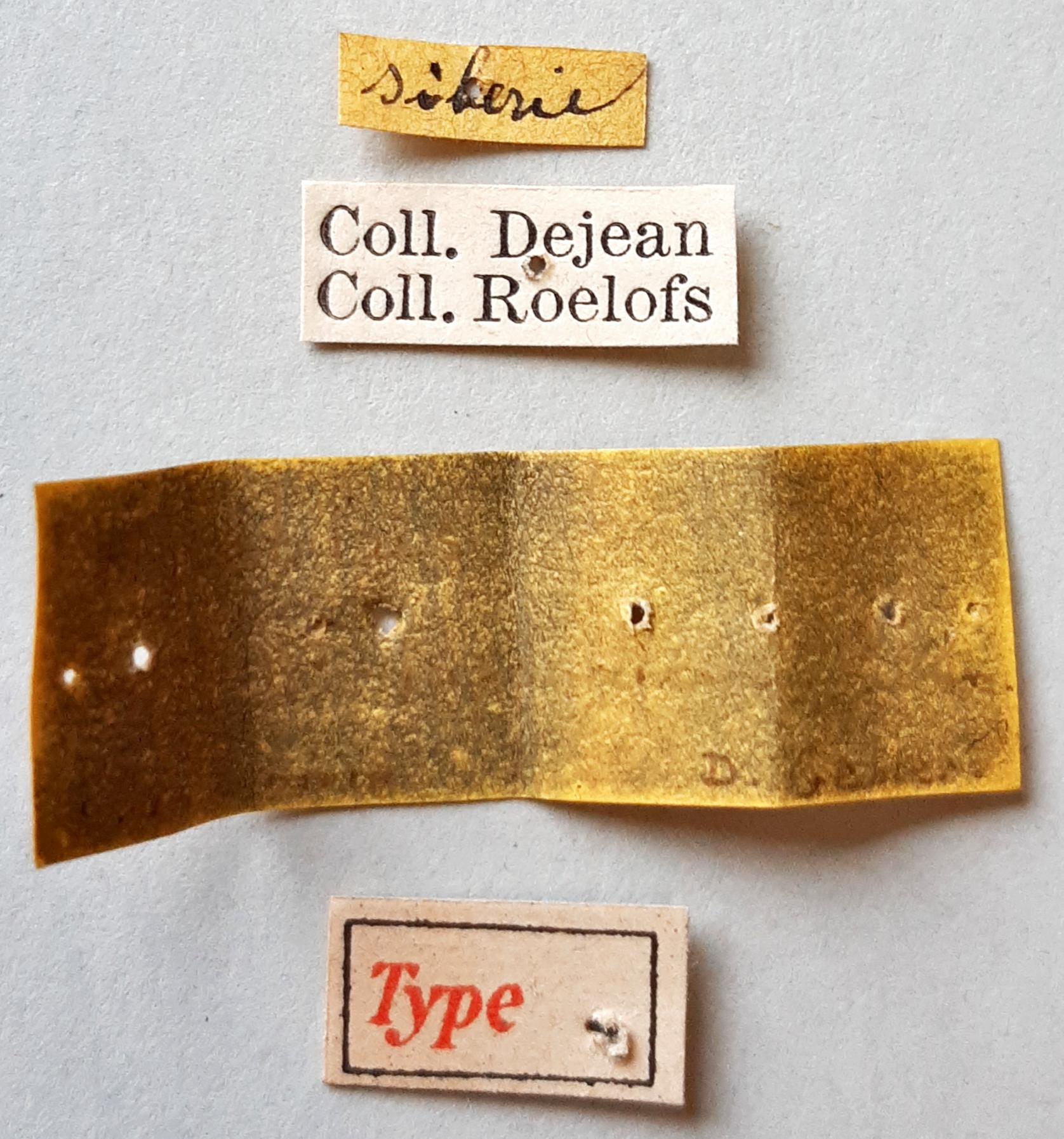 Lepyrus articus var. quadrinotatus t labels