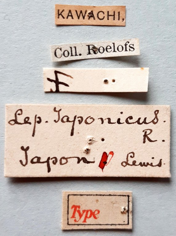 Lepyrus japonicus Ht labels