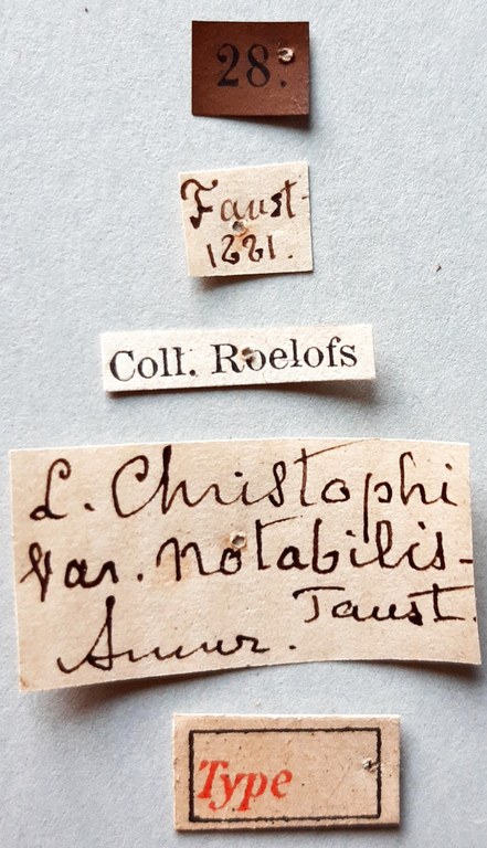 Lepyrus christophi var. notabilis Ht labels