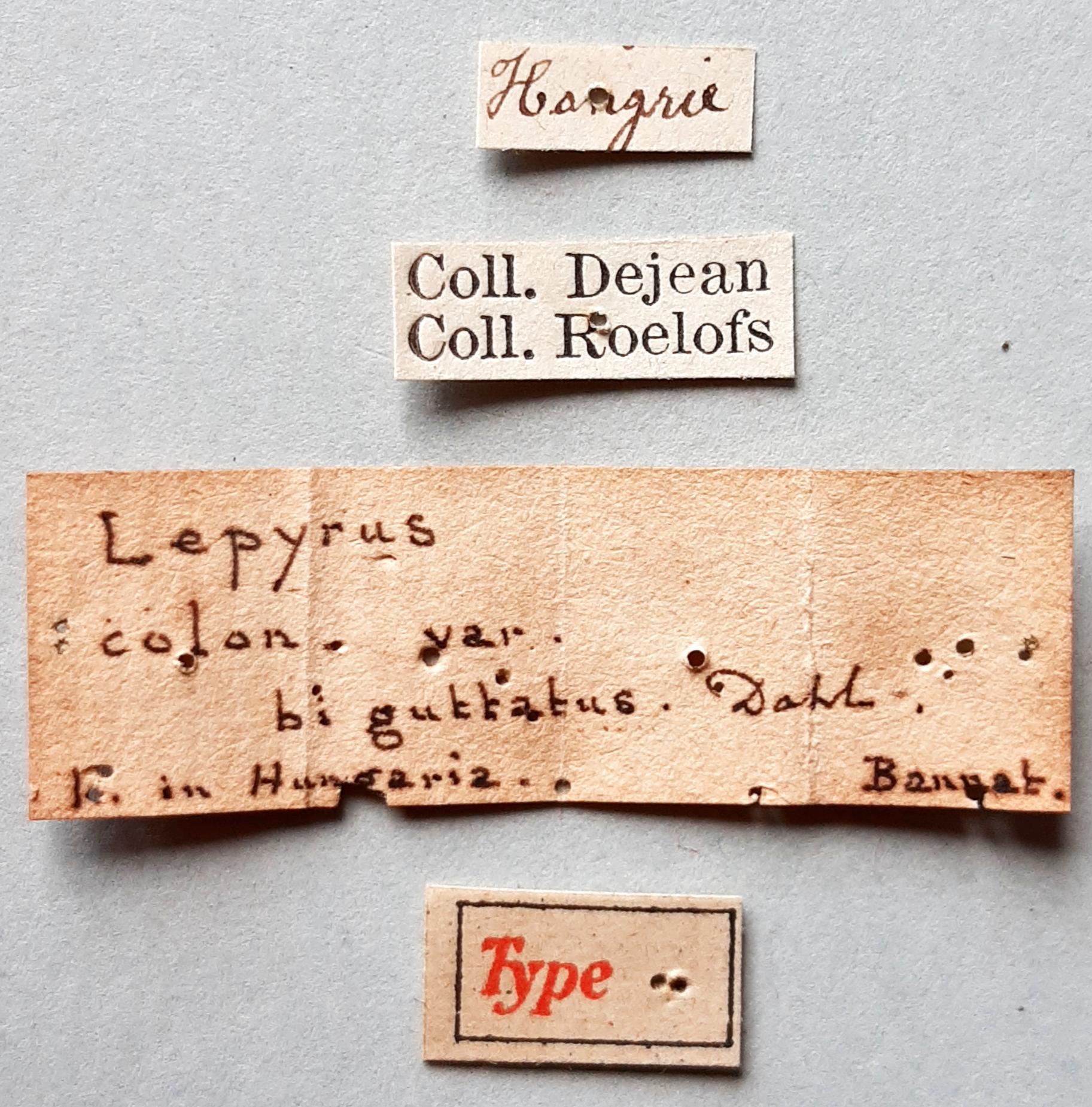 Lepyrus colon var. biguttatus t labels