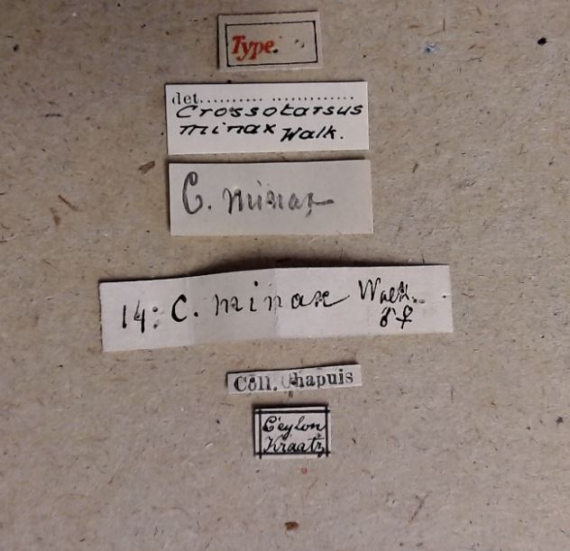 Crossotarsus minax F t Labels