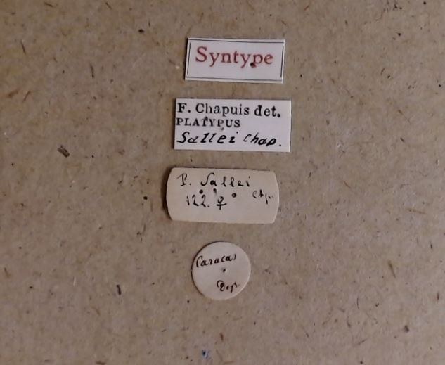 Platypus sallei F st Labels Platypus sallei F st Labels