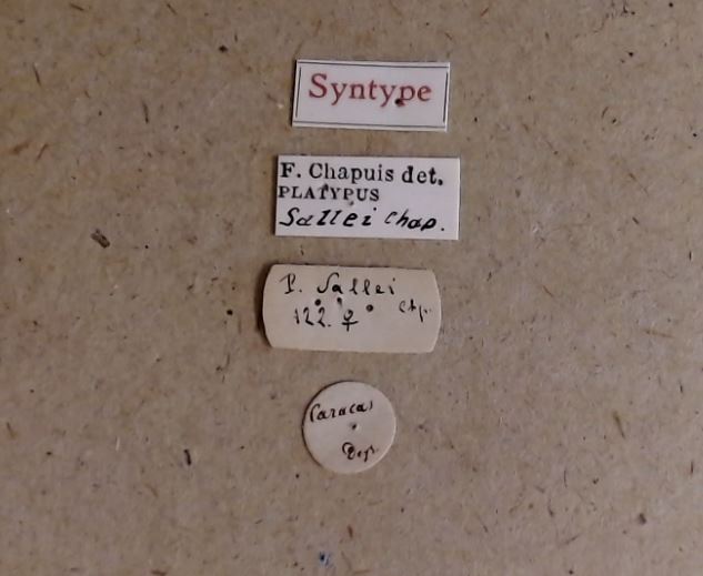 Platypus sallei F st Labels