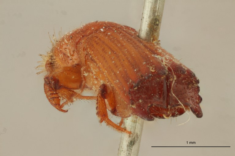 Tesserocerus dewalquei F t Ba Tesserocerus dewalquei F t Ba