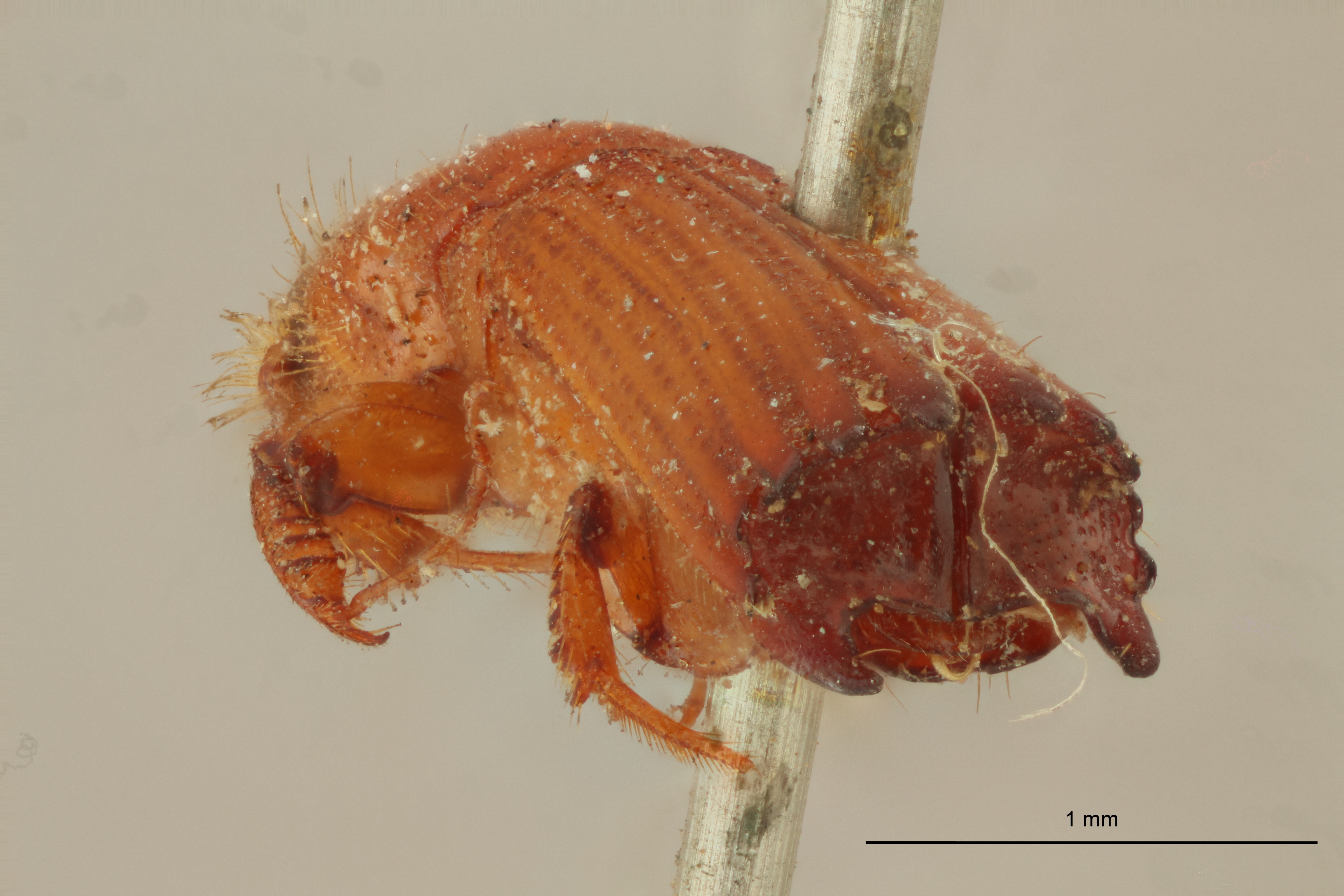 Tesserocerus dewalquei F t Ba