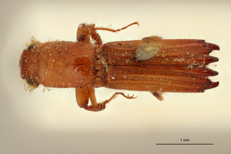 Tesserocerus dewalquei F t D Tesserocerus dewalquei F t D