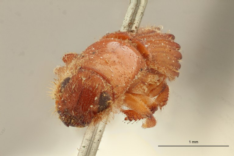 Tesserocerus dewalquei F t F Tesserocerus dewalquei F t F