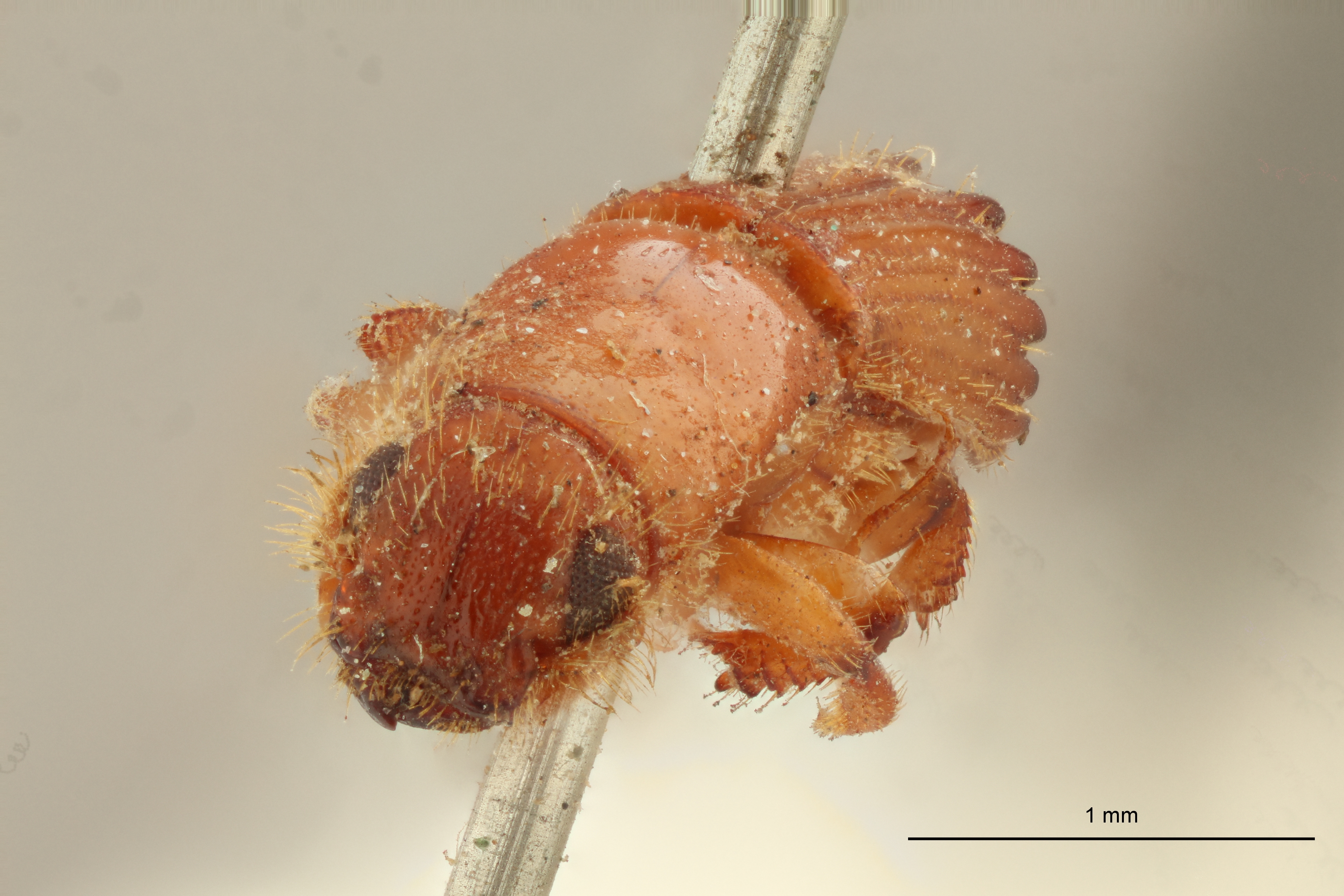 Tesserocerus dewalquei F t F