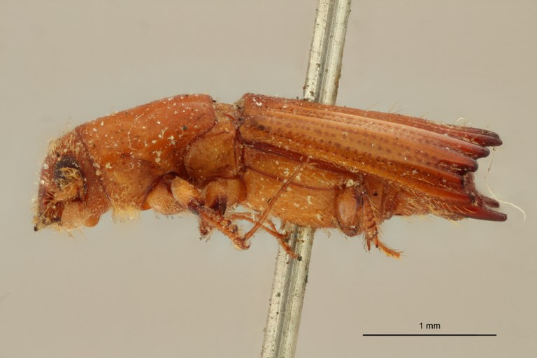 Tesserocerus dewalquei F t L Tesserocerus dewalquei F t L