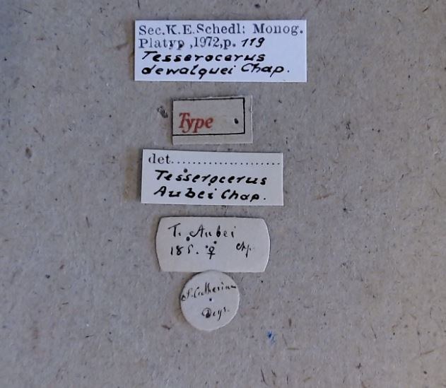 Tesserocerus dewalquei F t Labels Tesserocerus dewalquei F t Labels