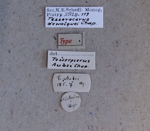 Tesserocerus dewalquei F t Labels