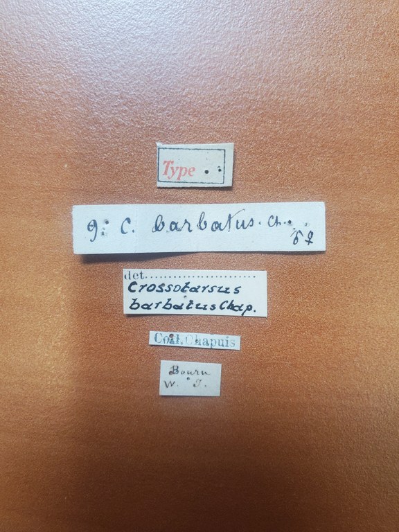 Crossotarsus barbatus t Labels Crossotarsus barbatus t Labels