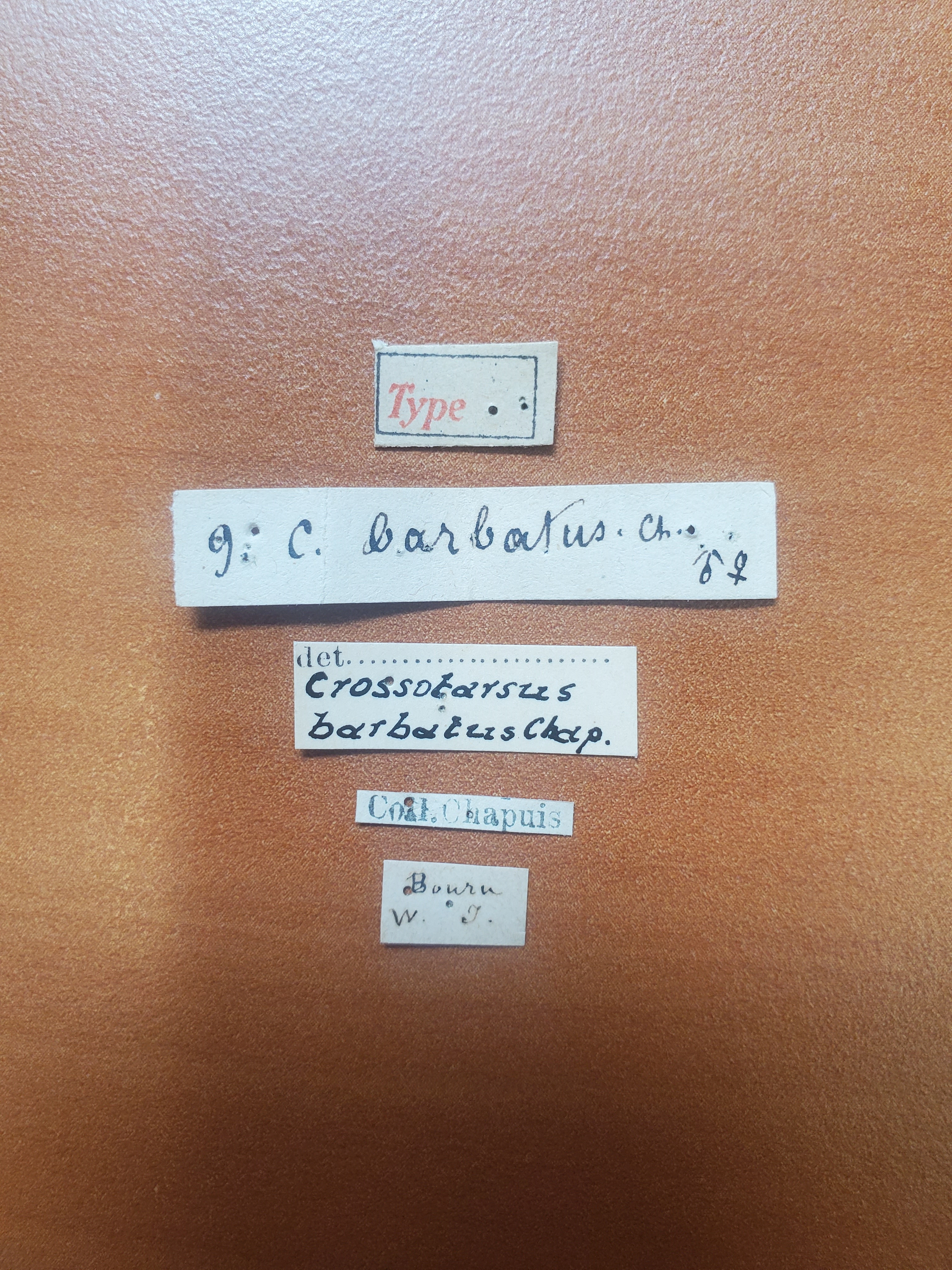 Crossotarsus barbatus t Labels