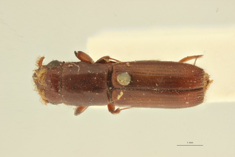 Crossotarsus barbatus t D Crossotarsus barbatus t D