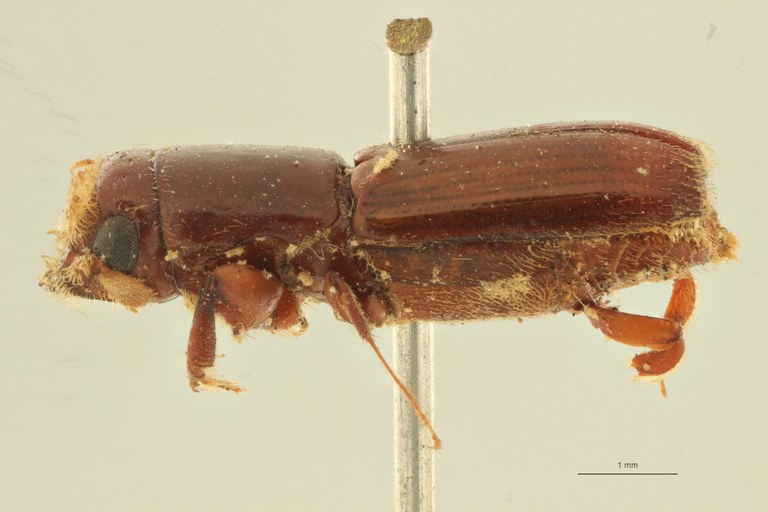Crossotarsus barbatus t L Crossotarsus barbatus t L