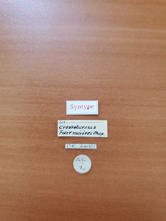 Crossotarsus fairmairei st Labels