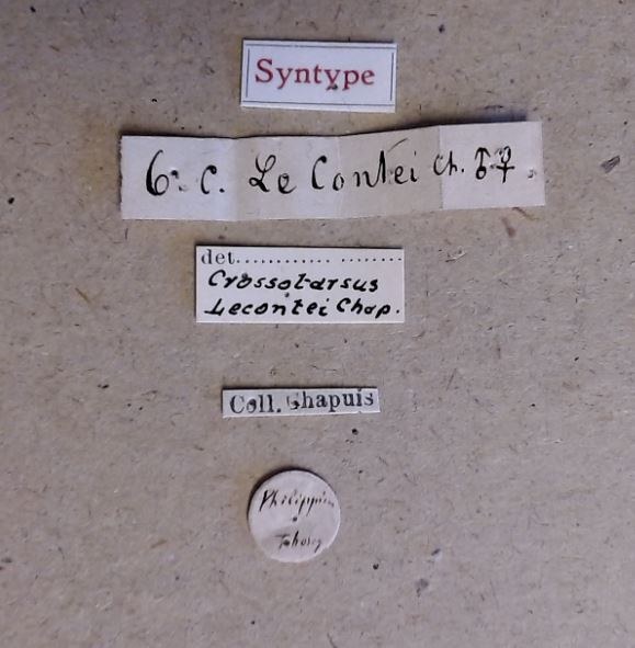 Crossotarsus lecontei st Labels Crossotarsus lecontei st Labels