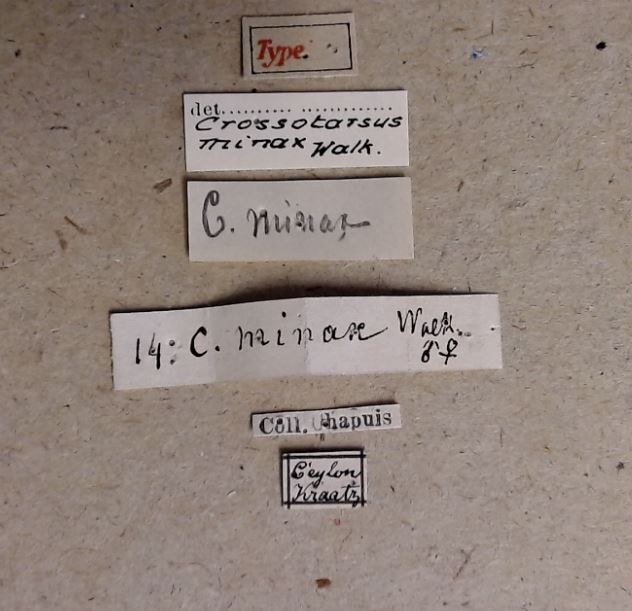 Crossotarsus minax M t Labels Crossotarsus minax M t Labels