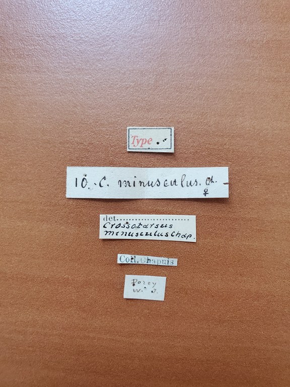 Crossotarsus minusculus t Labels Crossotarsus minusculus t Labels
