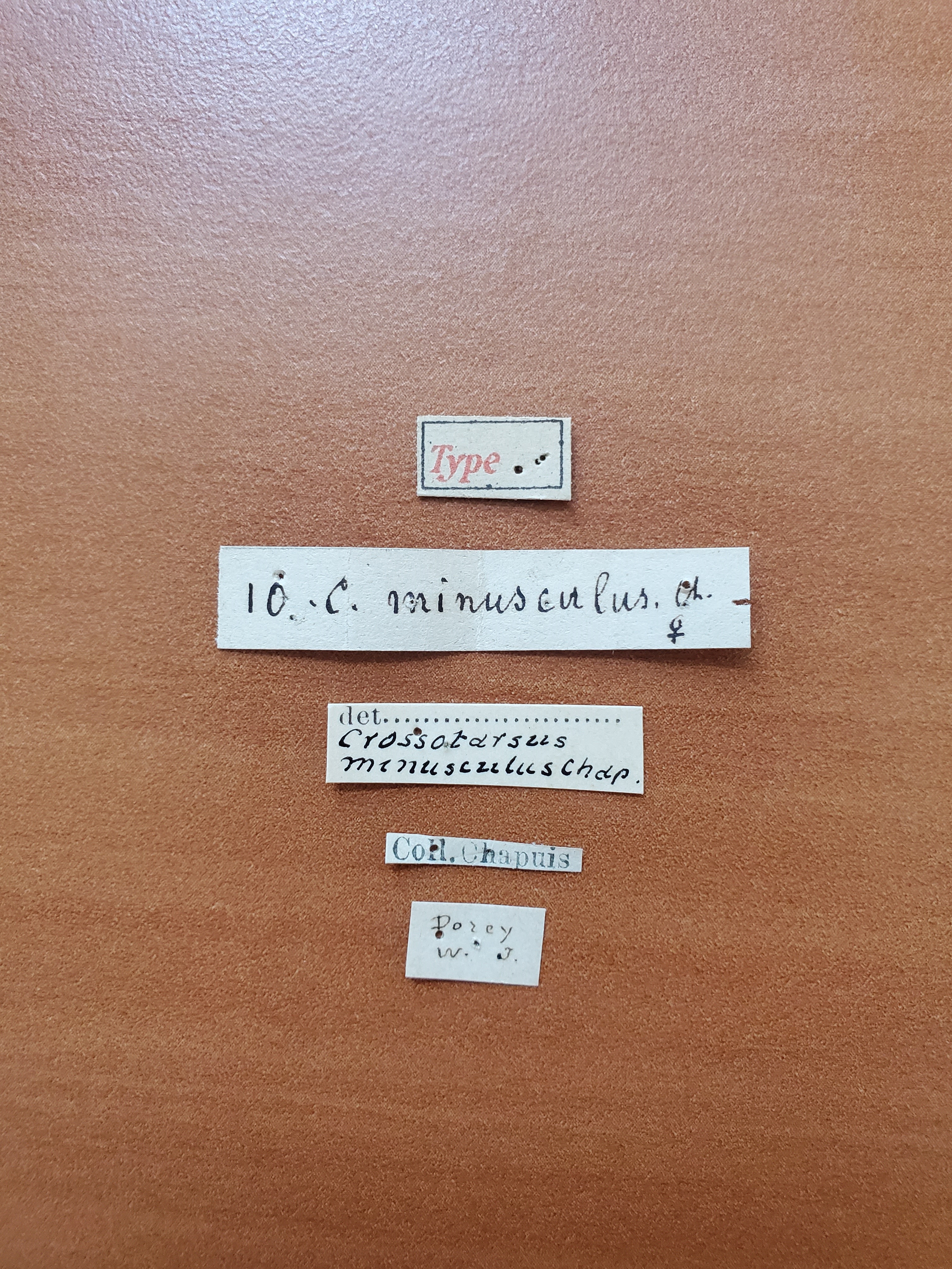 Crossotarsus minusculus t Labels