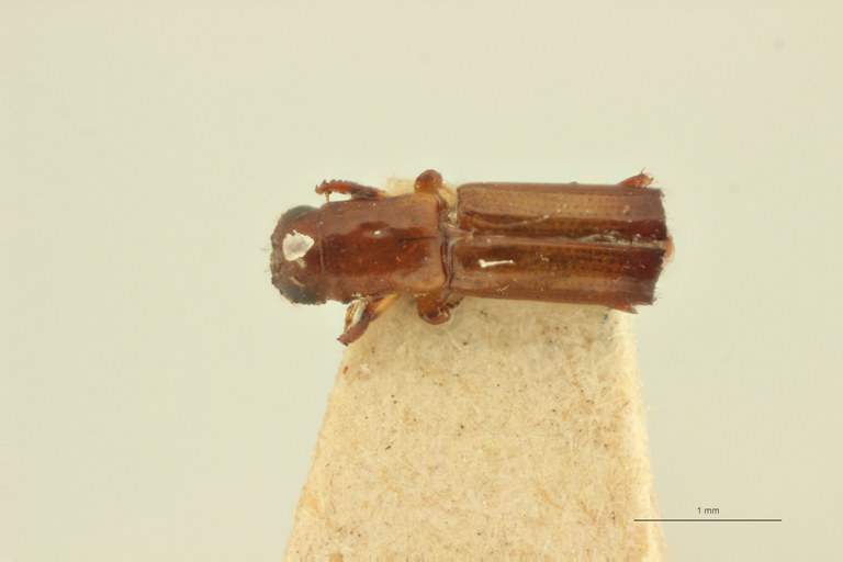 Crossotarsus minusculus t D Crossotarsus minusculus t D