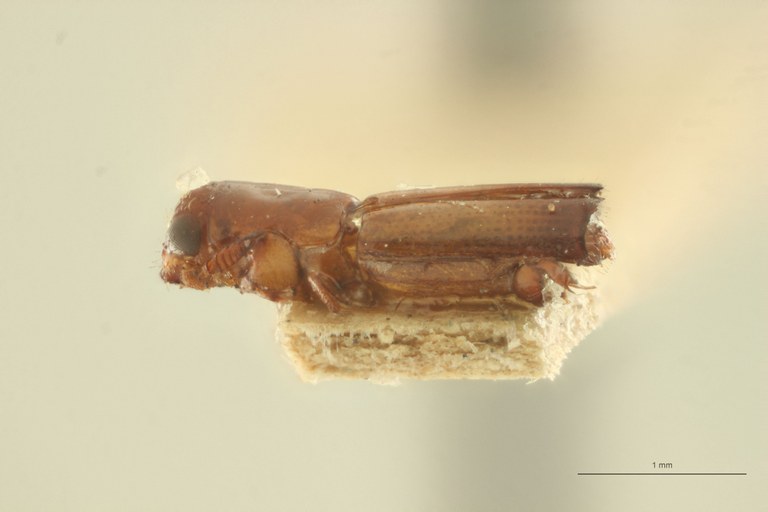 Crossotarsus minusculus t L Crossotarsus minusculus t L