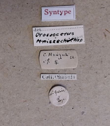 Crossotarsus mniszechi F st Labels