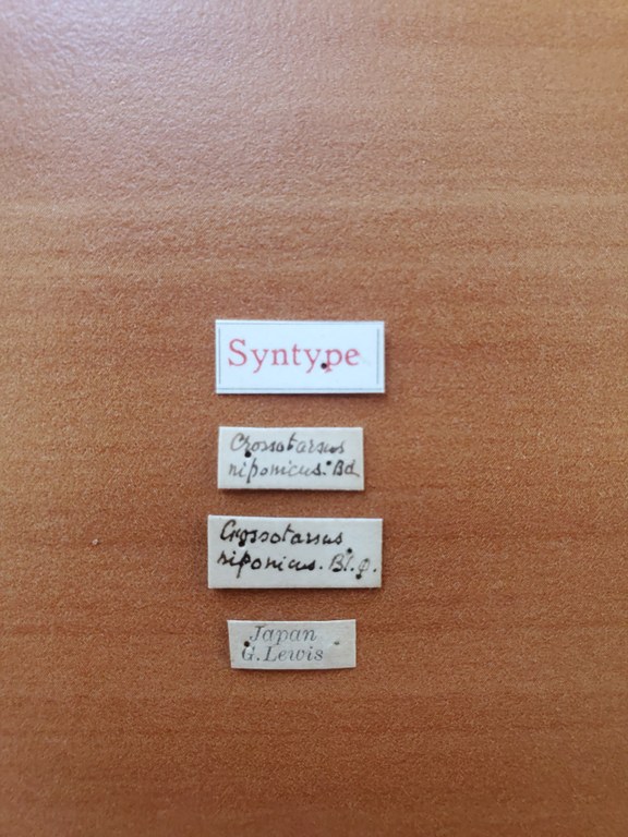 Crossotarsus niponicus st Labels