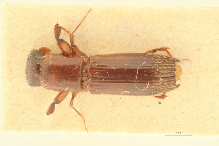 Crossotarsus niponicus st D