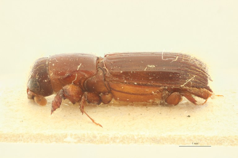 Crossotarsus niponicus st L