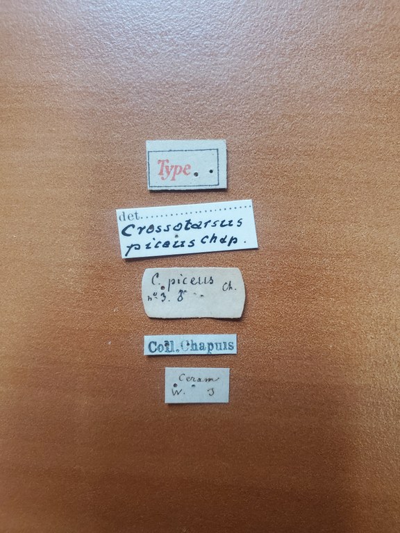 Crossotarsus piceus t Labels Crossotarsus piceus t Labels