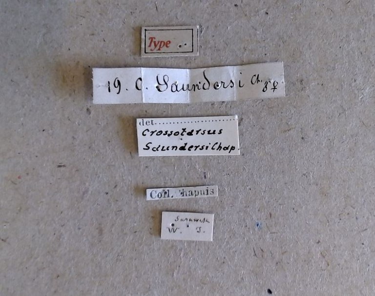 Crossotarsus saundersi t Labels