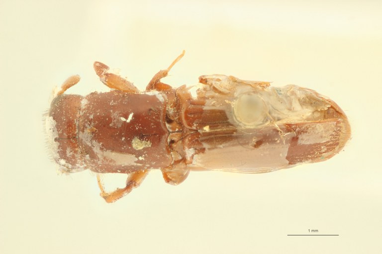 Crossotarsus squamulatus st D