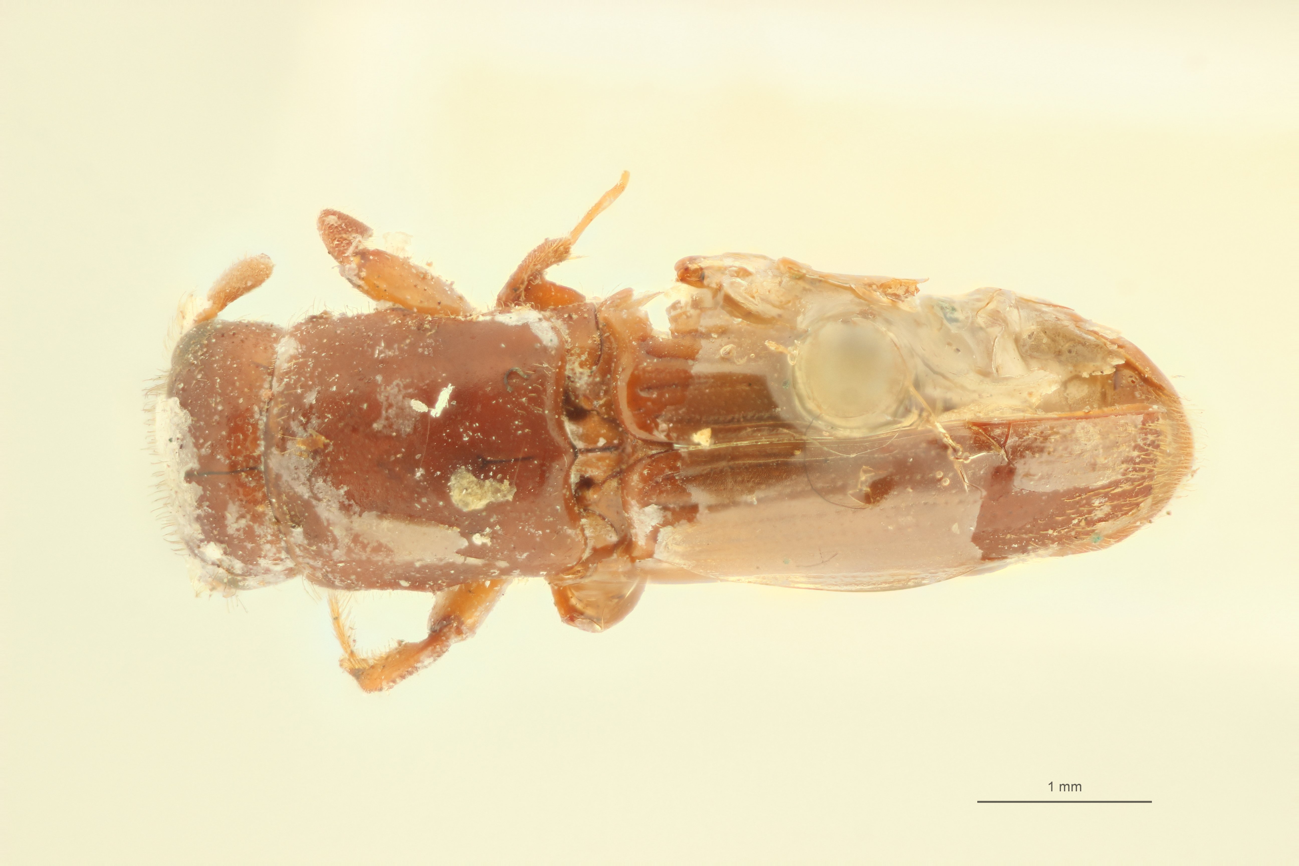 Crossotarsus squamulatus st D
