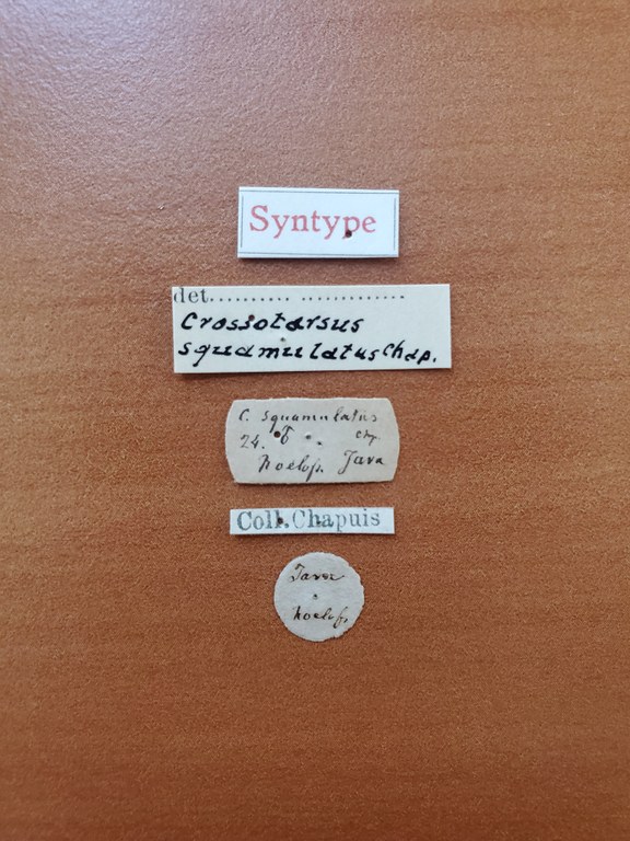 Crossotarsus squamulatus st Labels