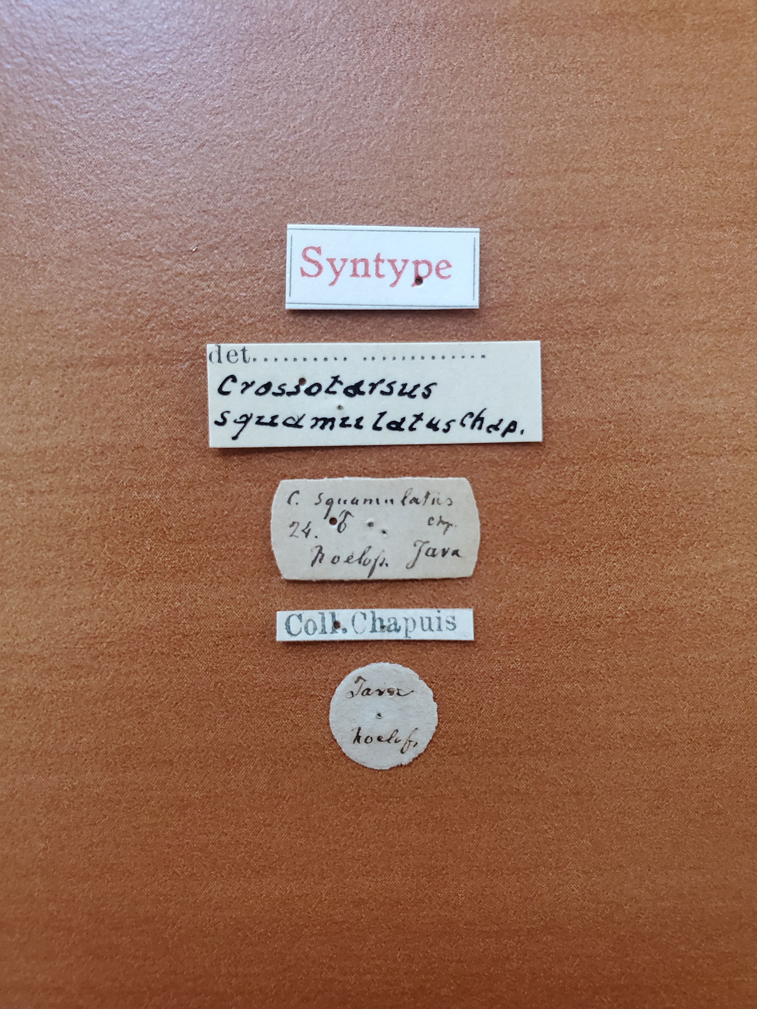 Crossotarsus squamulatus st Labels