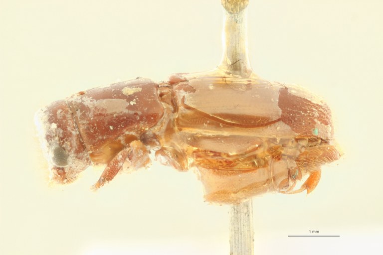 Crossotarsus squamulatus st L