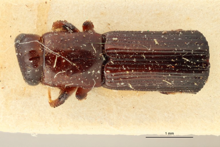 Crossotarsus unicus t D Crossotarsus unicus t D