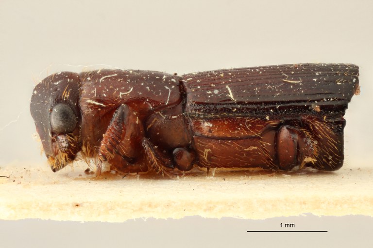 Crossotarsus unicus t L Crossotarsus unicus t L