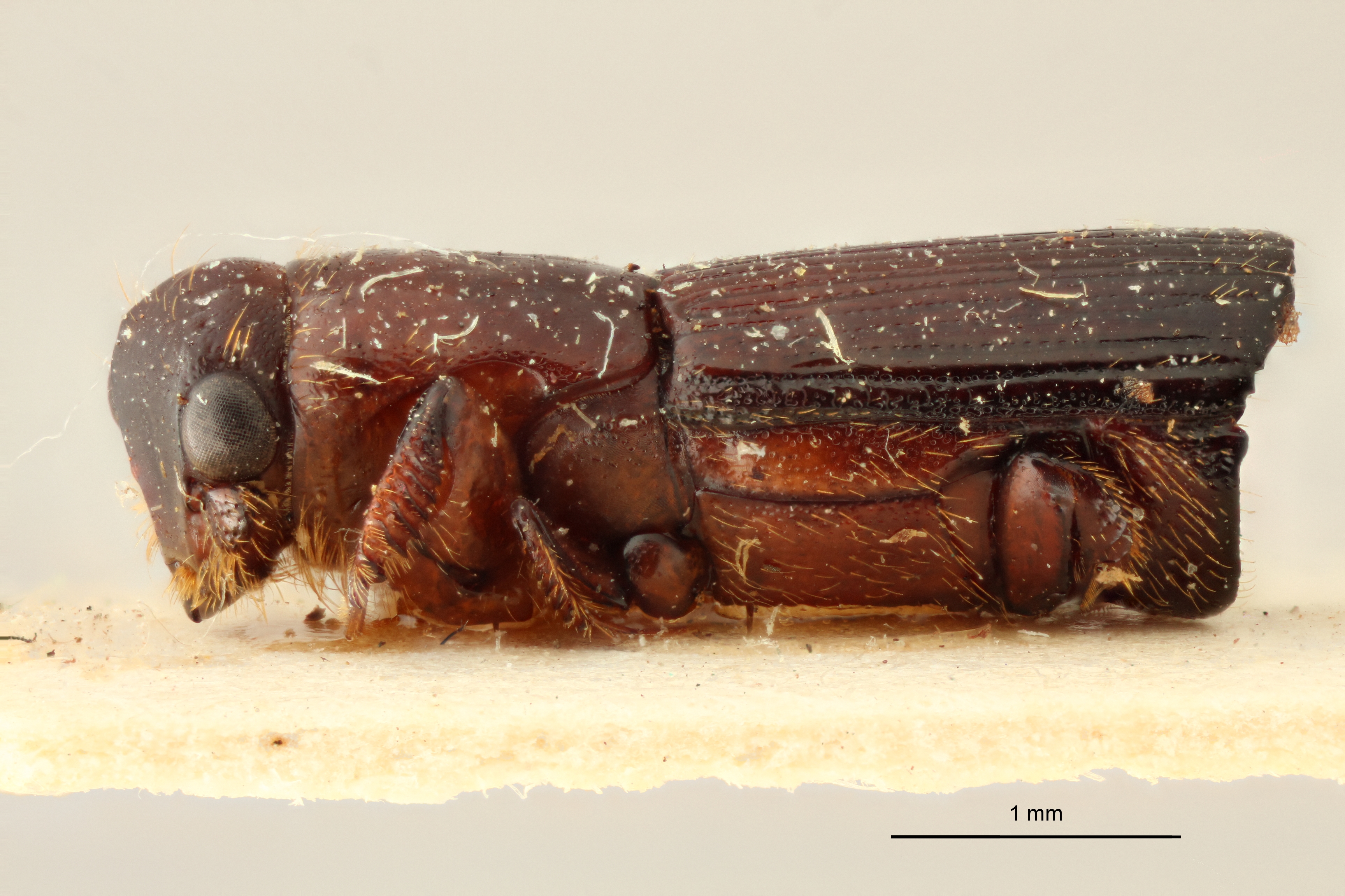 Crossotarsus unicus t L