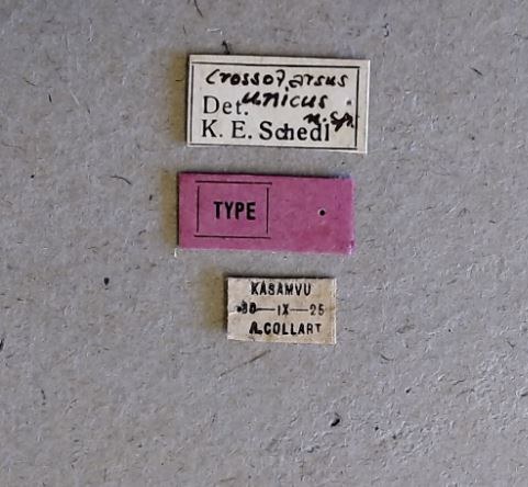 Crossotarsus unicus t Labels Crossotarsus unicus t Labels