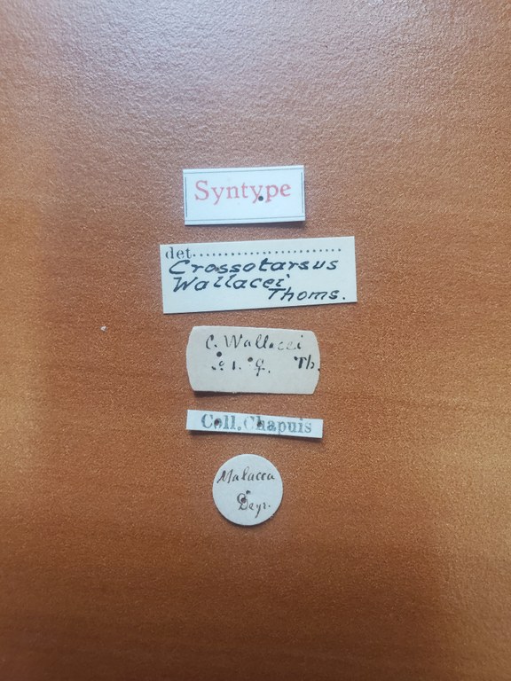 Crossotarsus wallacei st Labels