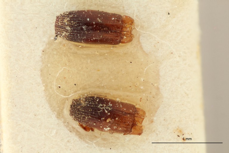 Cylindropalpus pusillus pt D