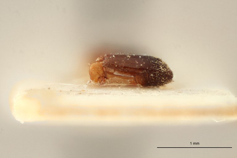 Cylindropalpus pusillus pt L