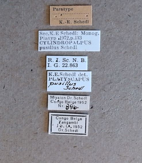 Cylindropalpus pusillus pt Labels
