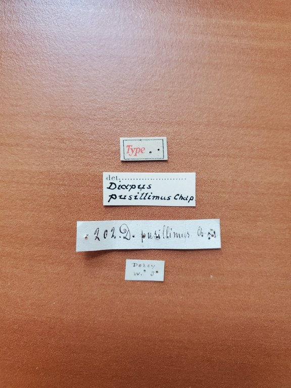 Diapus pusillimus t Labels Diapus pusillimus t Labels