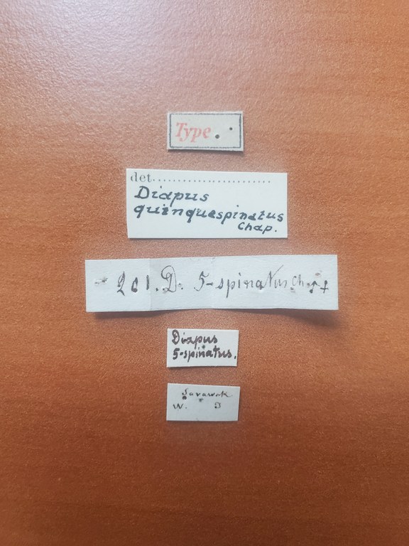 Diapus quadrispinatus t Labels Diapus quadrispinatus t Labels