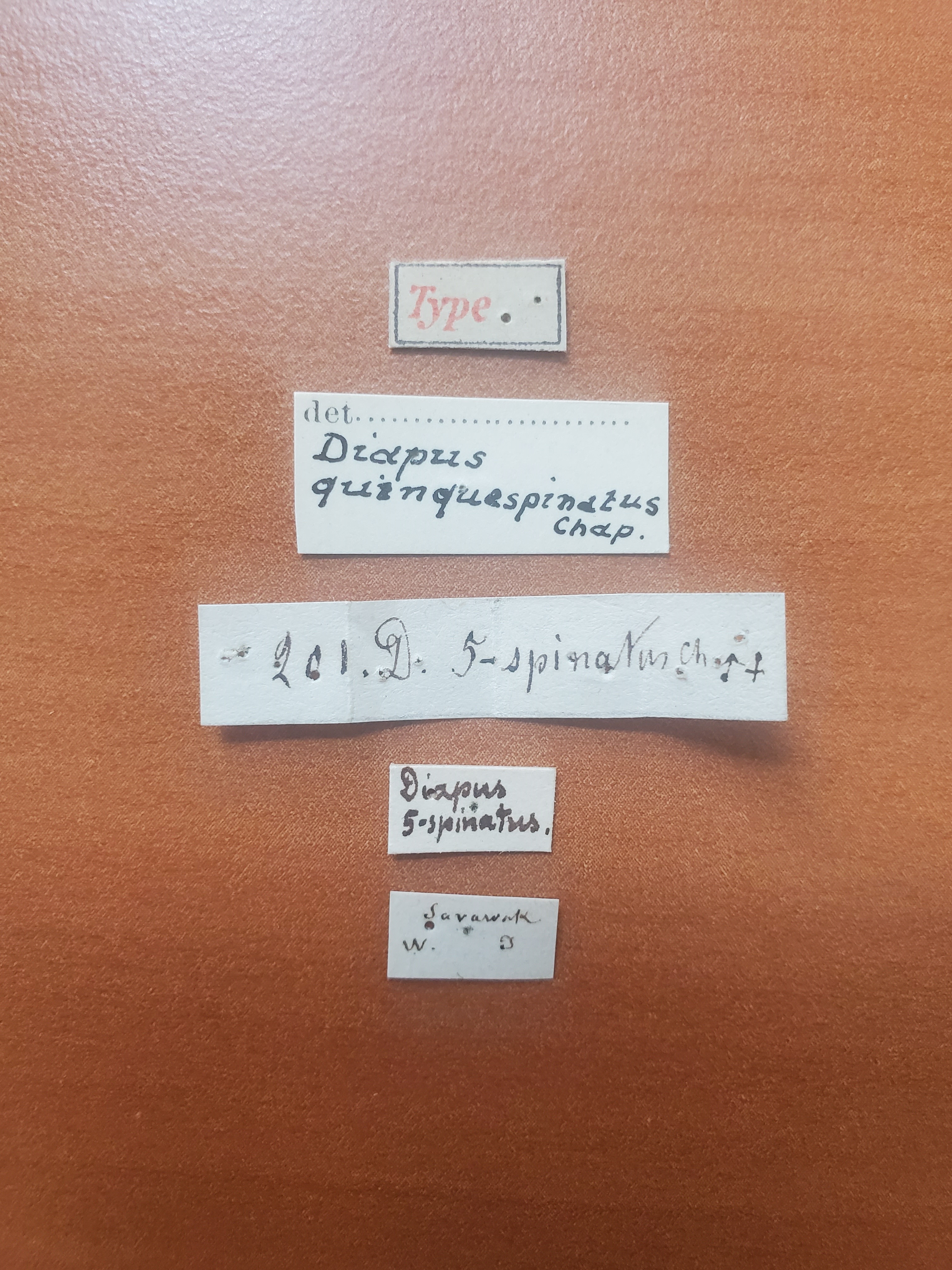 Diapus quadrispinatus t Labels